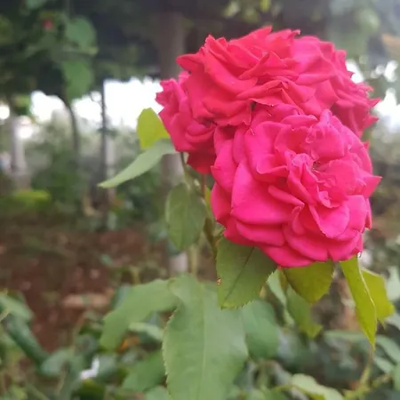 Victory * رافني